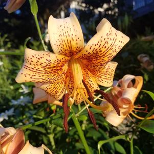 Lilies Asiatic Tiger Babies