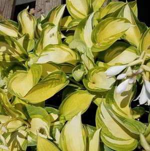 Hosta Great Expectations