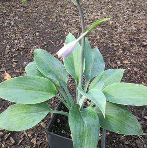 Hosta Halcyon