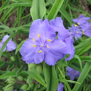 Tradescantia Zwanenburg Blue