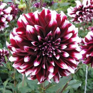 Dahlia Decorative Edinburgh