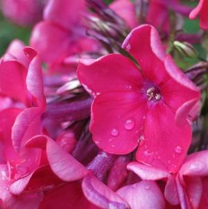 Phlox Paniculata Red Riding Hood