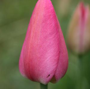 Tulip Single Early Christmas Dream