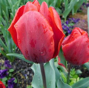 Tulip Single Early Couleur Cardinal