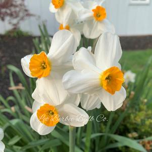 Daffodil Tazetta Geranium