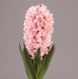 Hyacinth Apricot Passion