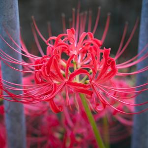 Lycoris Radiata