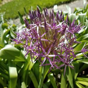 Allium Christophii