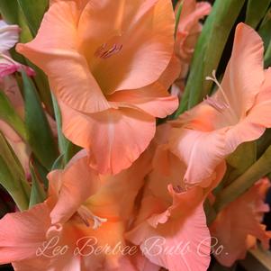 Gladiolus Ben Venuto