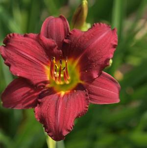 Hemerocallis Ruby Stella