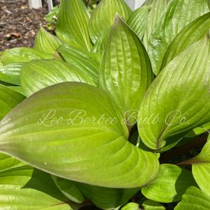 Hosta First Blush