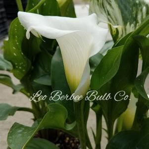 Zantedeschia Snow Storm