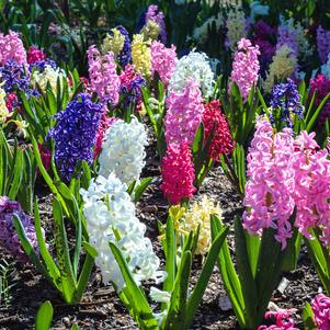 Hyacinth Mixed