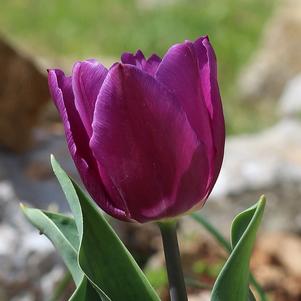 Tulip Triumph Deep Purple Rock