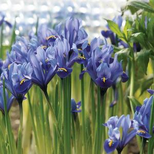 Iris Specie Harmony