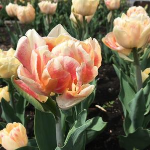 Tulip Double Early Foxy Foxtrot