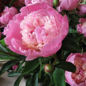 Peony lactiflora Sorbet