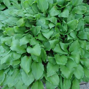 Hosta Royal Standard