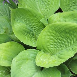 Hosta Post It