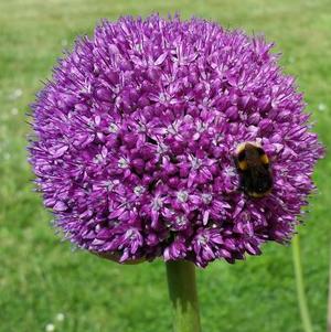 Allium Globemaster