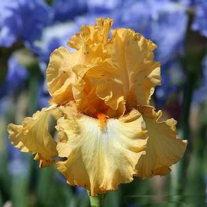 Iris Germanica Peach