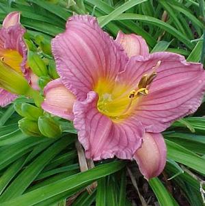 Hemerocallis Purple D'Oro