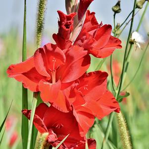 Gladiolus Oscar