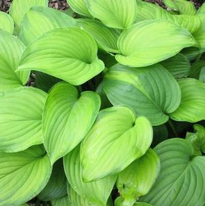 Hosta Guacamole