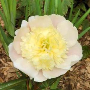 Peony lactiflora Primavere