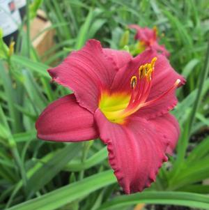 Hemerocallis Pardon Me