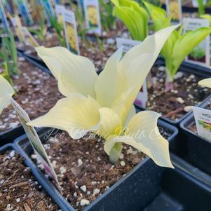 Hosta White Feathers