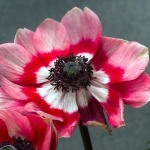 Anemone Jerusalem Red-White