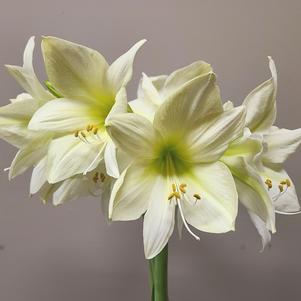 Hippeastrum Southern Hemisphere Lemon Star