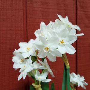 Narcissi Inbal