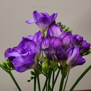 Freesia Double Purple