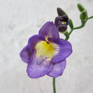 Freesia Single Blue