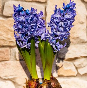 Hyacinth Blue Jacket