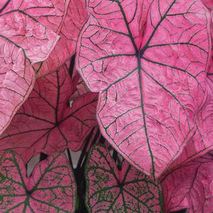 Caladium Fancy Leaf Spring Fling