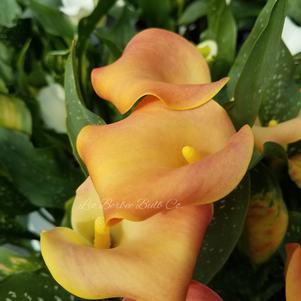 Zantedeschia Havana