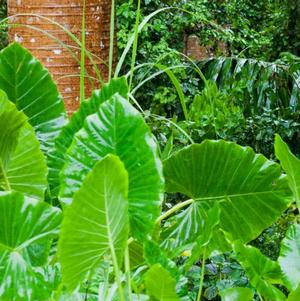 Alocasia Odora Upright Elephant Ear