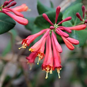 Lonicera L. Semperviron Major Wheeler