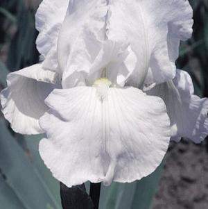 Iris Germanica White