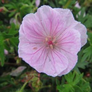 Geranium Striatum