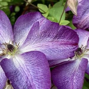 Clematis Venosa Violacea