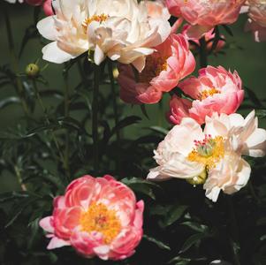 Peony lactiflora Coral Charm