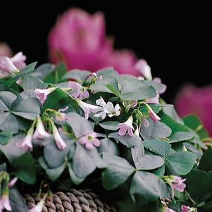 Oxalis Regnelli Fanny