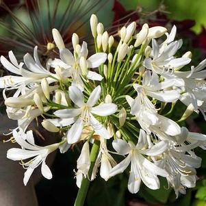 Agapanthus White