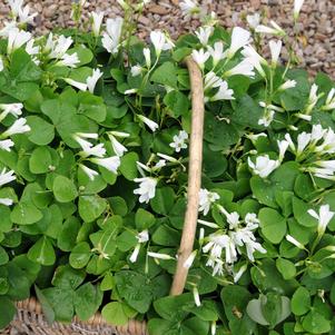 Oxalis Regnelli Regnelli White