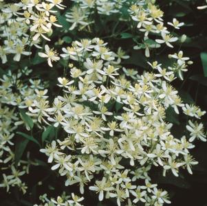 Clematis Paniculata