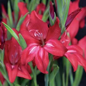 Gladiolus Tiny Tots Robinetta